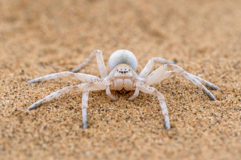 Eine Wüstenspinne