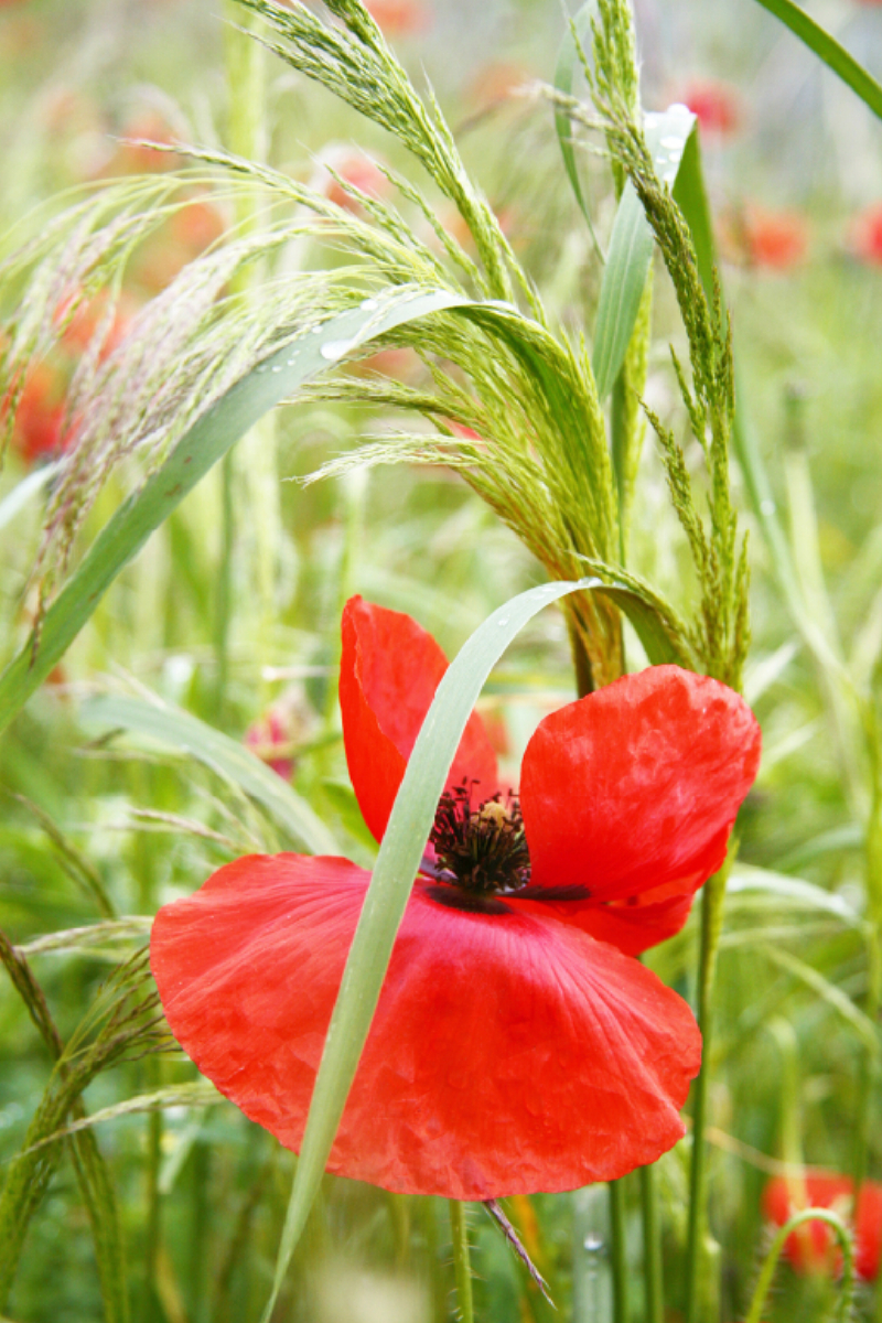 Rote Mohnblume