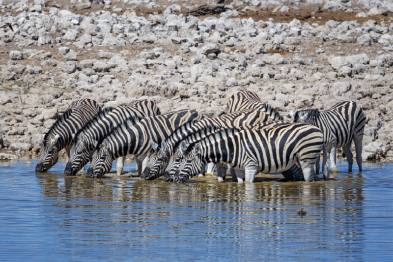 Zebras