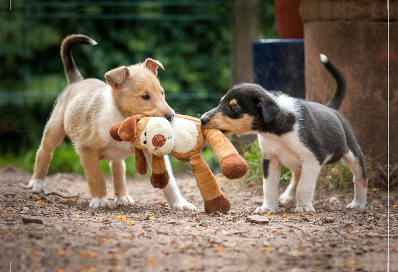 Kurzhaarcollie-Welpen