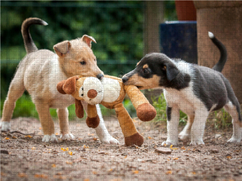 Kurzhaarcollie-Welpen