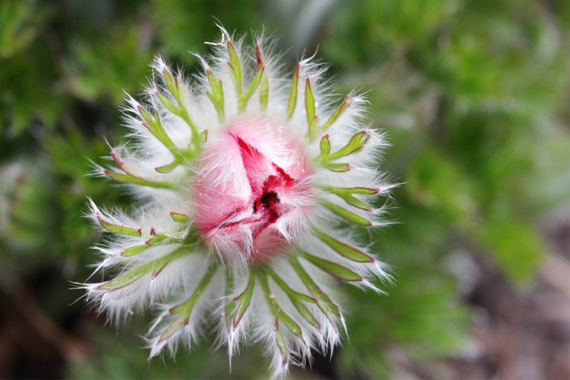 Haarige Küchenschelle, Pulsatilla