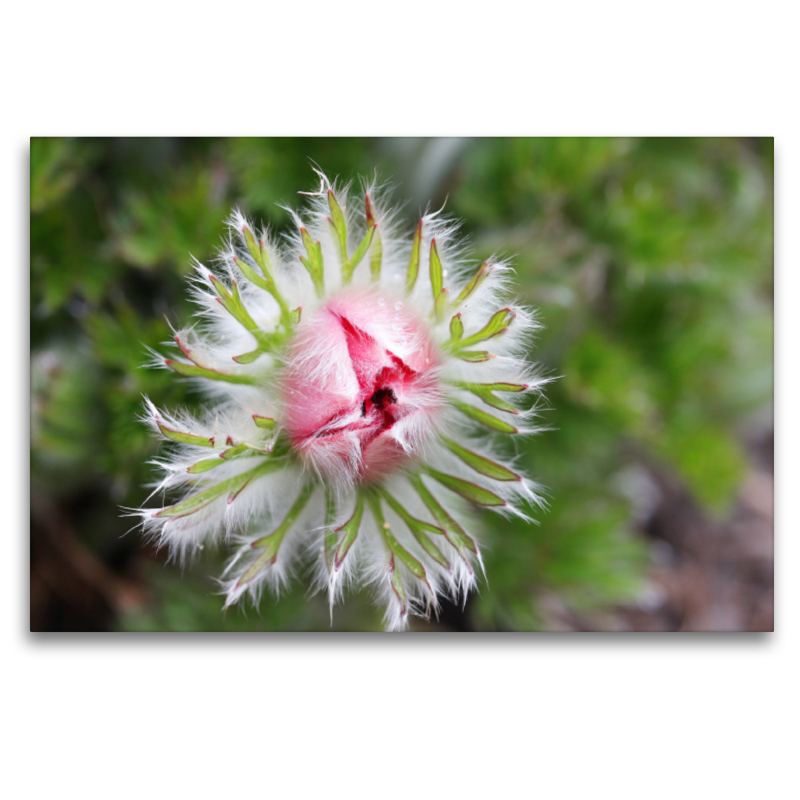 Haarige Küchenschelle, Pulsatilla