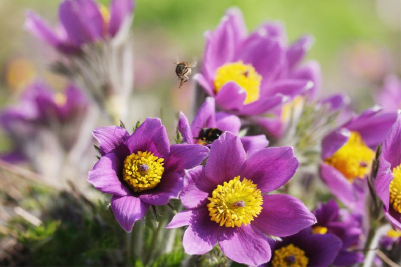 Lila Küchenschellen, Pulsatilla