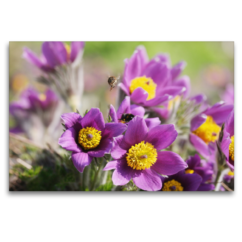 Lila Küchenschellen, Pulsatilla