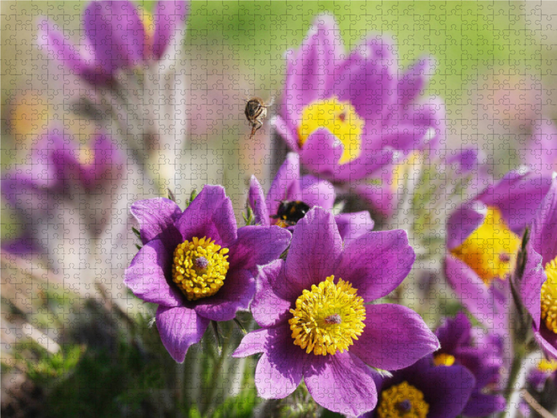 Lila Küchenschellen, Pulsatilla