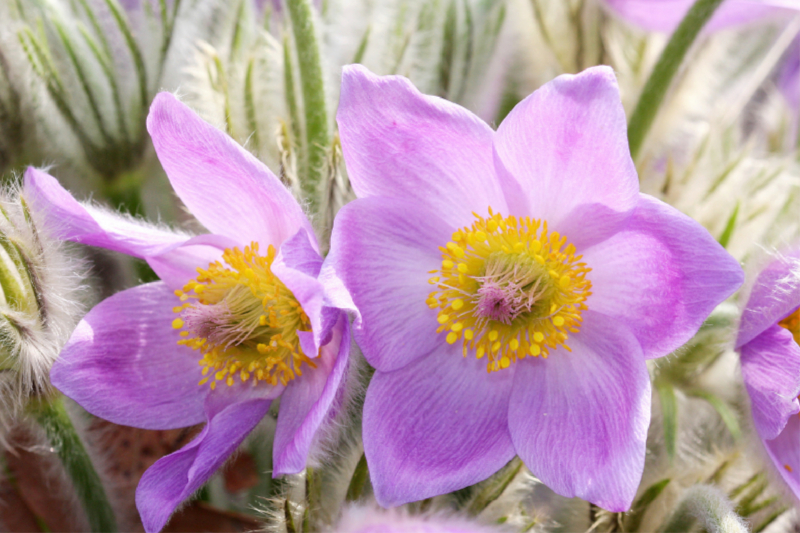 Zwei Küchenschellen, Pulsatilla