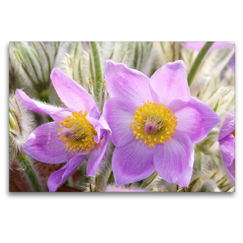 Zwei Küchenschellen, Pulsatilla