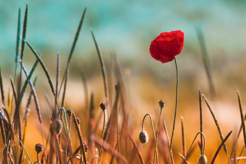 Einsame Mohnblume am Wegesrand