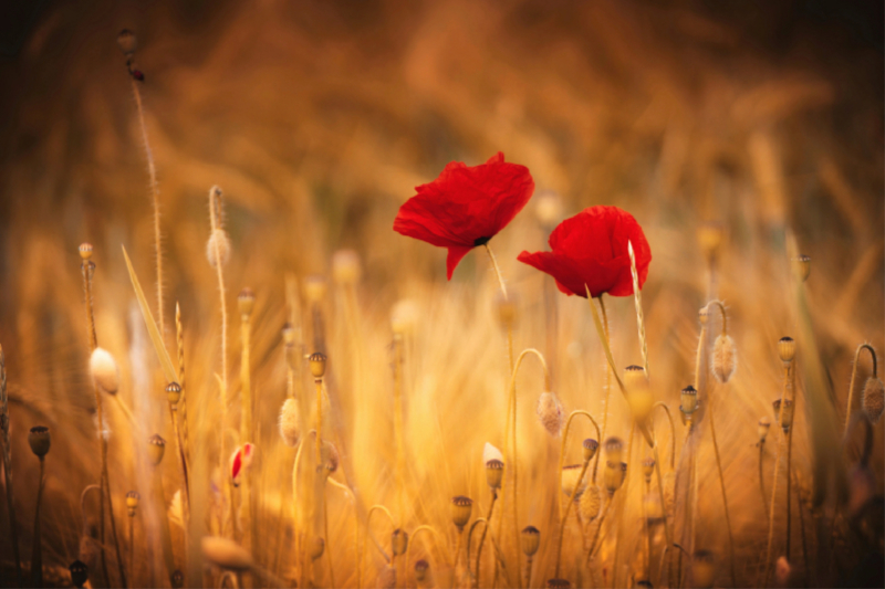 Mohnblumen im Abendlicht