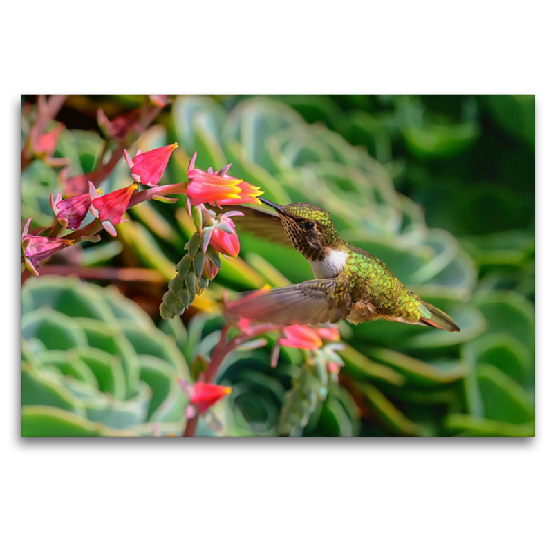 Vulkanelfe an einer Echeveria, Costa Rica