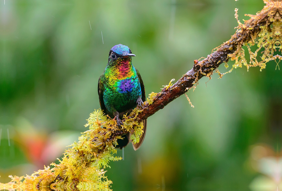 Feuerkehlkolibri, Costa Rica