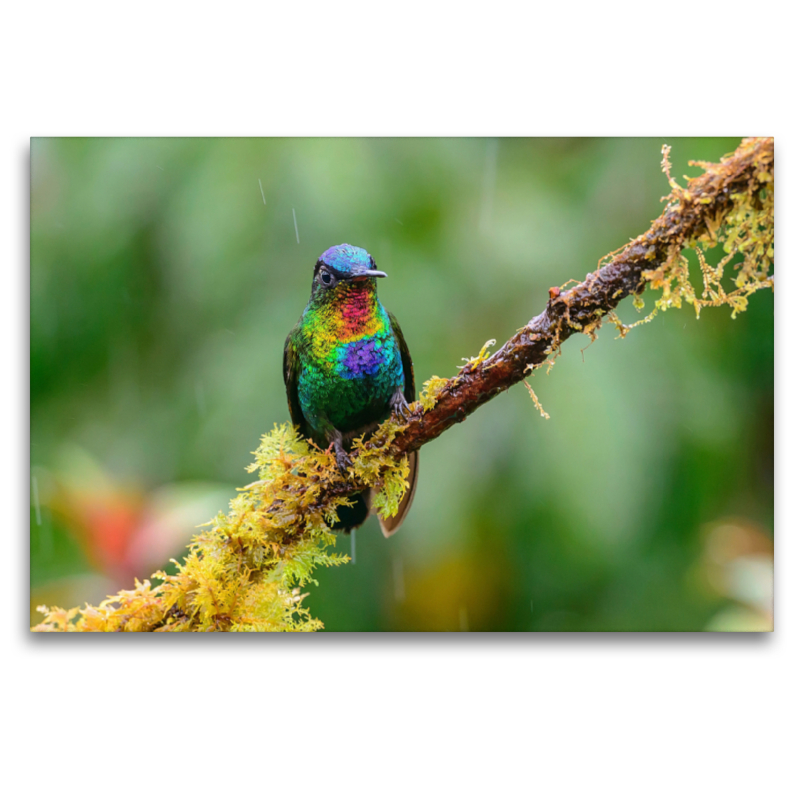 Feuerkehlkolibri, Costa Rica