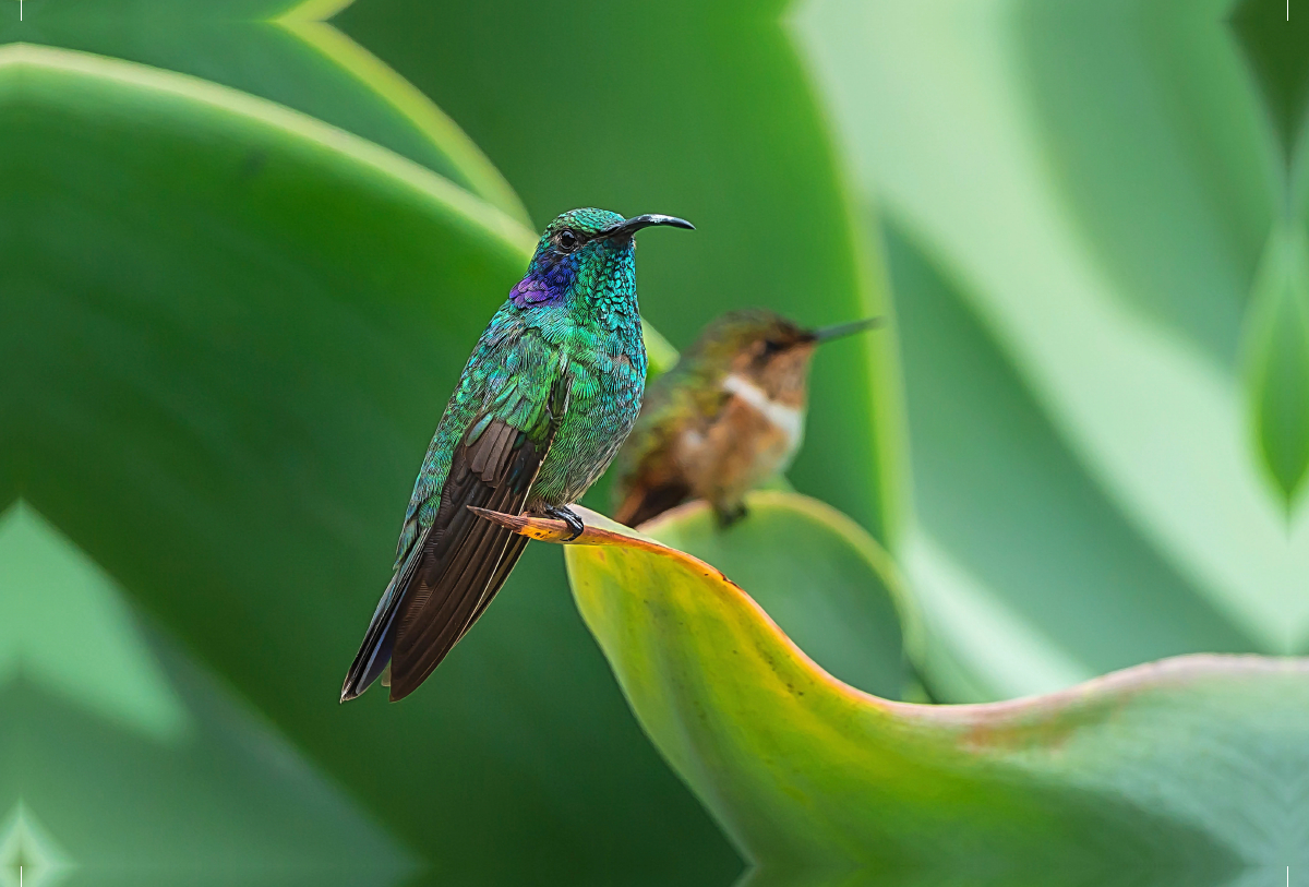 Kleiner Veilchenohrkolibri, dahinter Vulkanelfe, Costa Rica