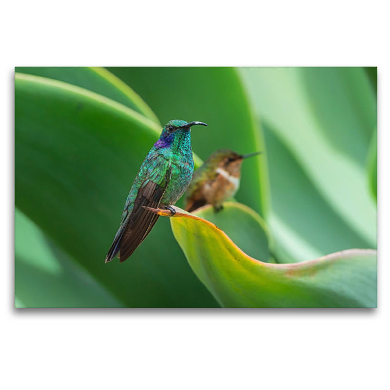 Kleiner Veilchenohrkolibri, dahinter Vulkanelfe, Costa Rica