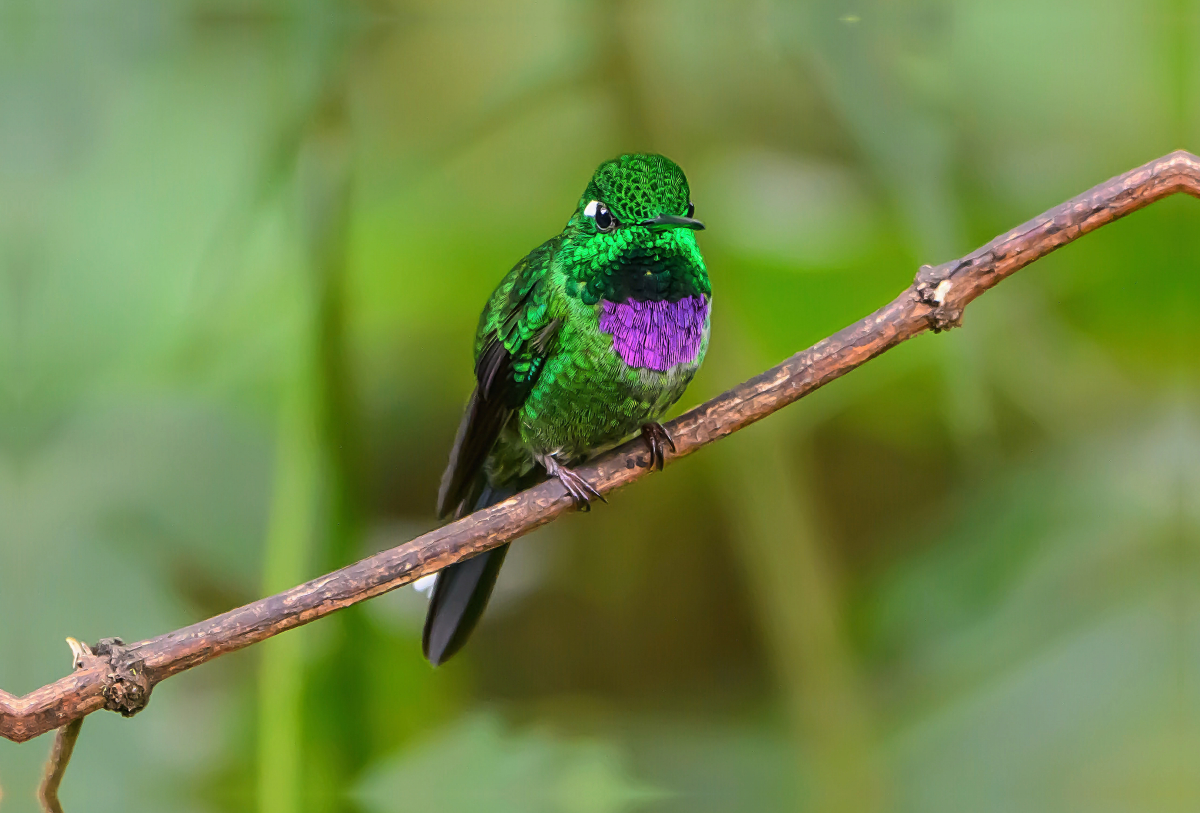 Purpurbrustkolibri, Ecuador