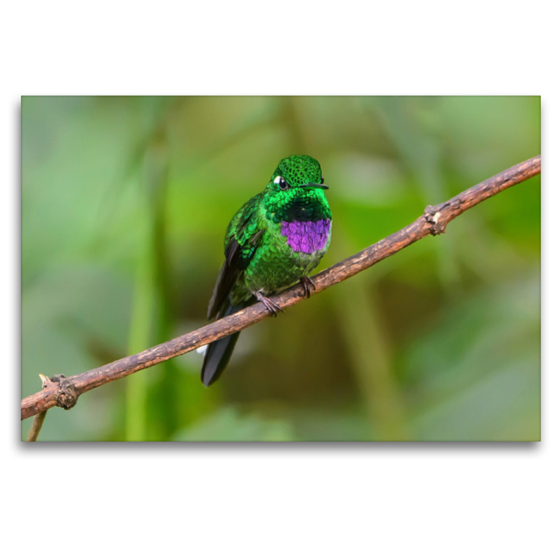 Purpurbrustkolibri, Ecuador