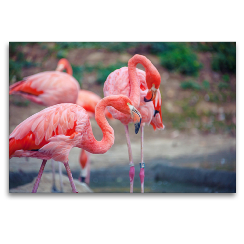 Knallpinkige Flamingos