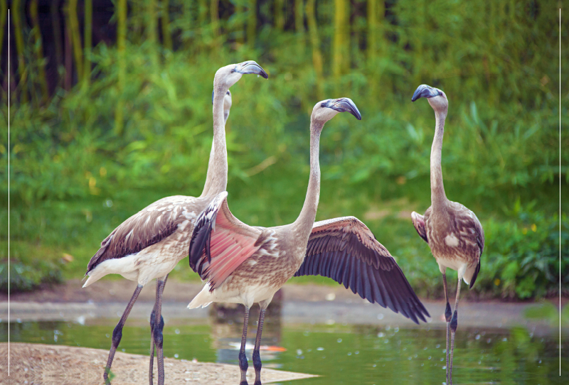 Flamingo Jungvögel machen Lärm