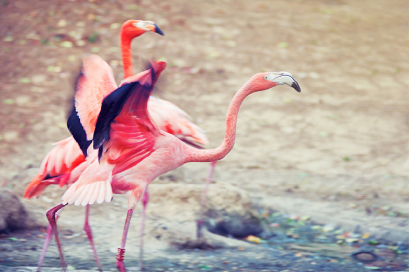 Flamingos flügelflatternd am rennen