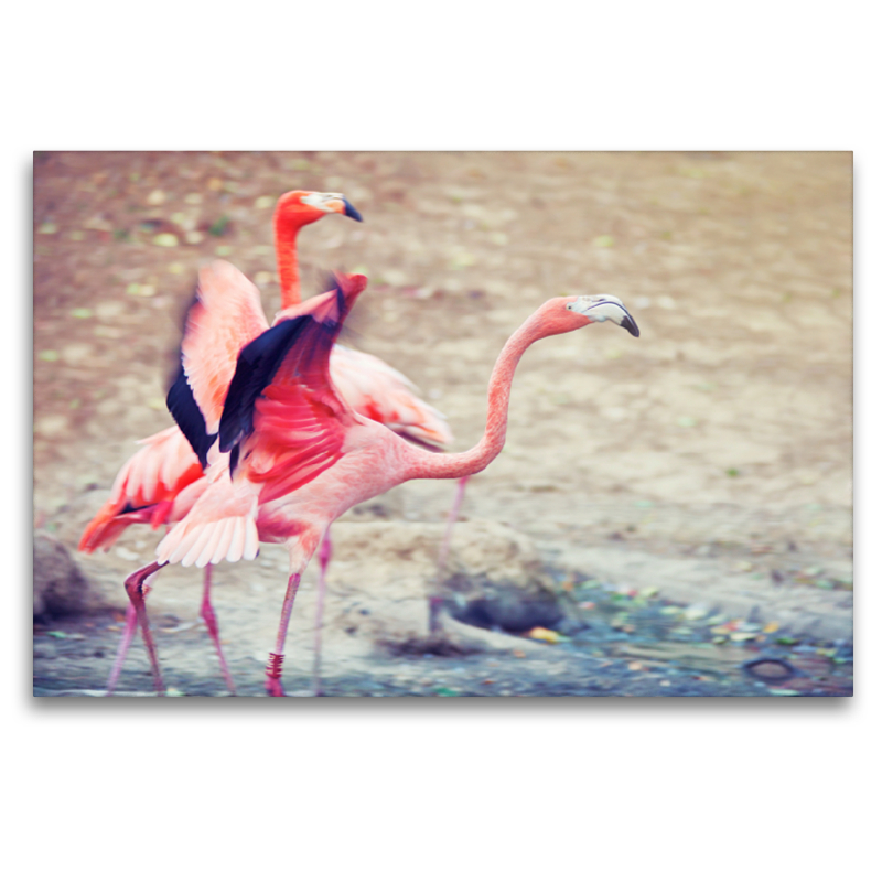 Flamingos flügelflatternd am rennen