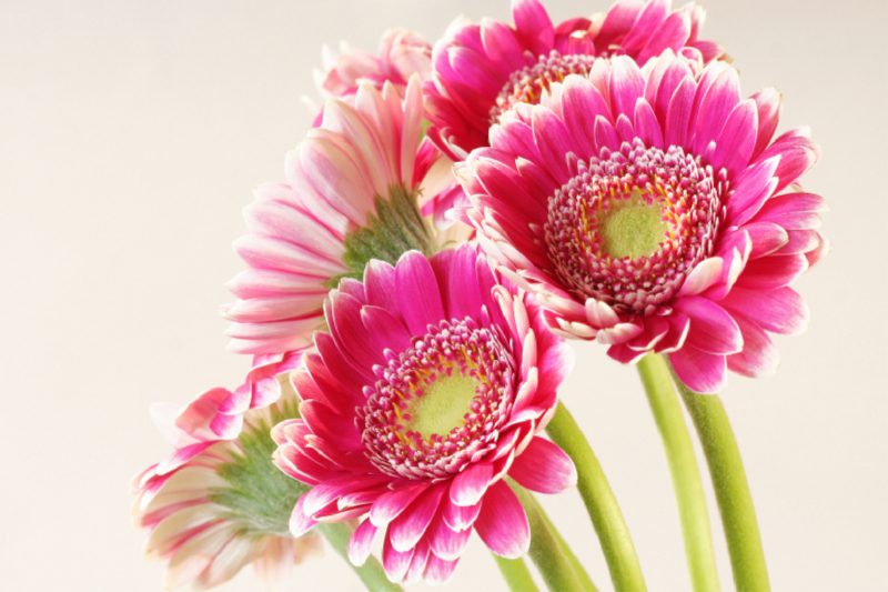 Gerberas