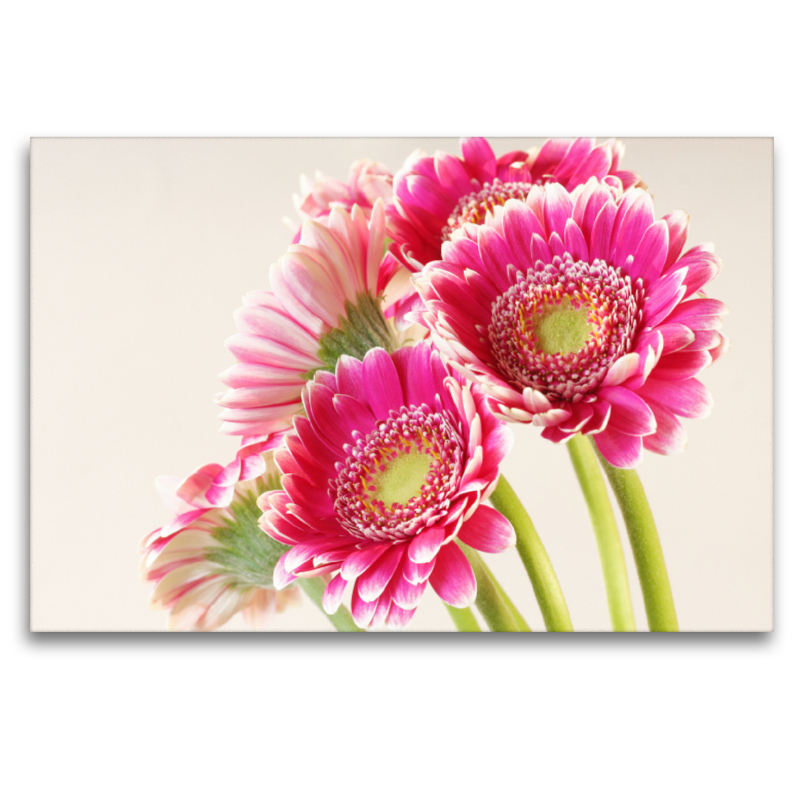 Gerberas