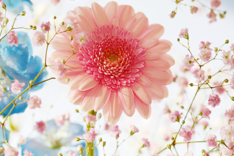 Gerbera und Schleierkraut