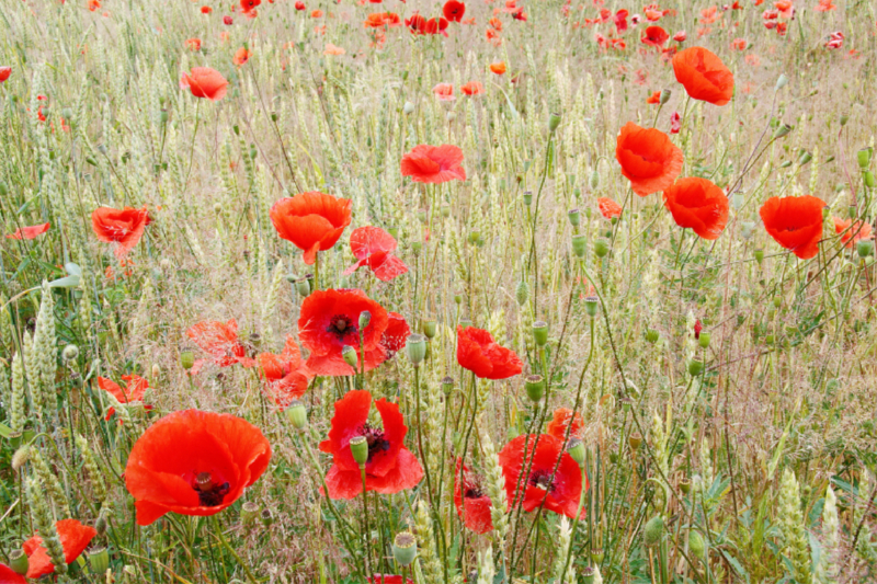 Klatschmohn