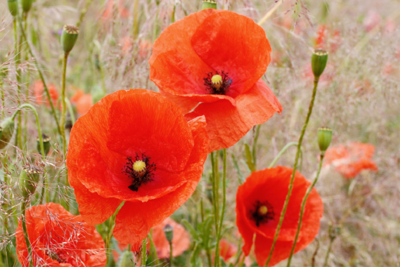 Roter Mohn