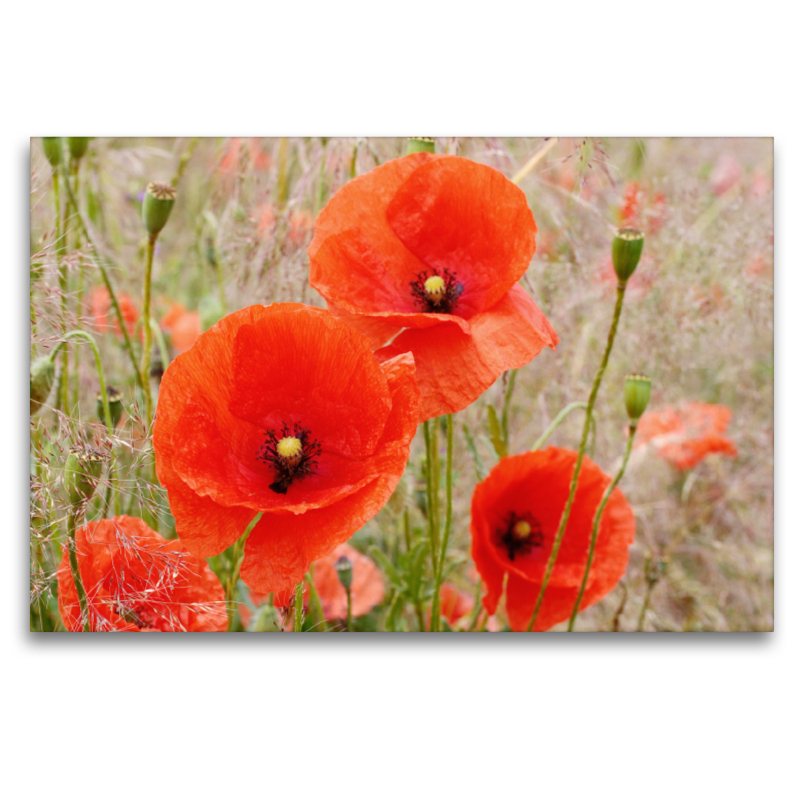 Roter Mohn