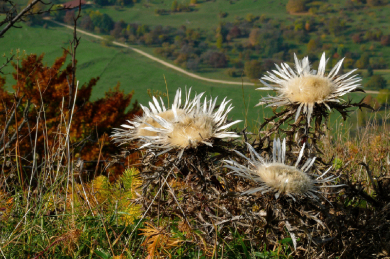 Silberdisteln vor dem Abgrund am Breitenstein bei Ochsenwang