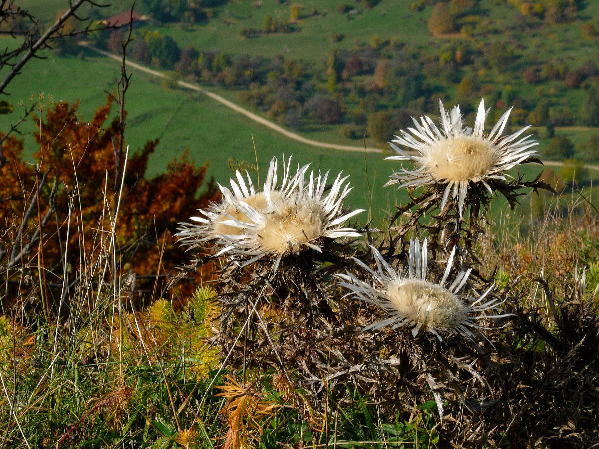 Silberdisteln vor dem Abgrund am Breitenstein bei Ochsenwang