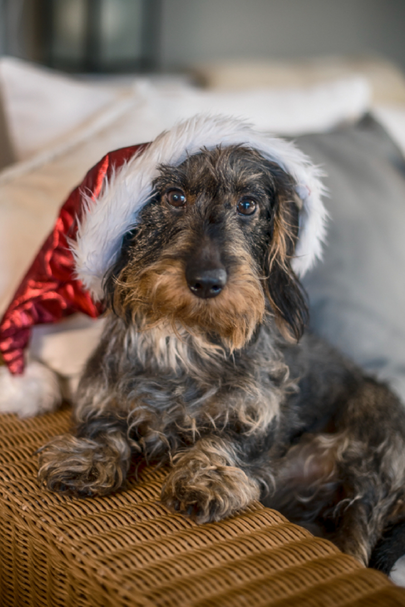 Rauhaardackel mit Weihnachtsmütze