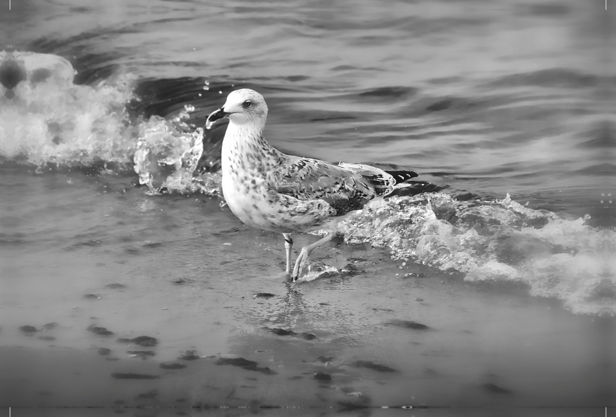 Mantelmöve an der Ostsee