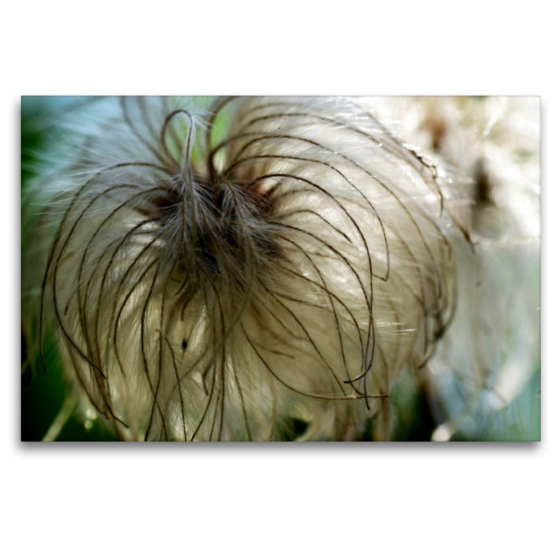 Zarte, flaumige Clematis.