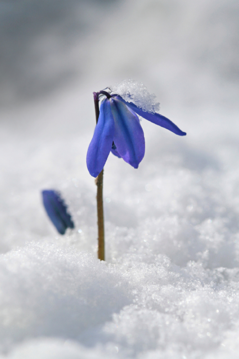 Sibirischer Blaustern, Scilla siberica