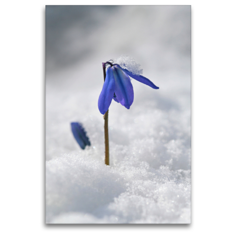 Sibirischer Blaustern, Scilla siberica