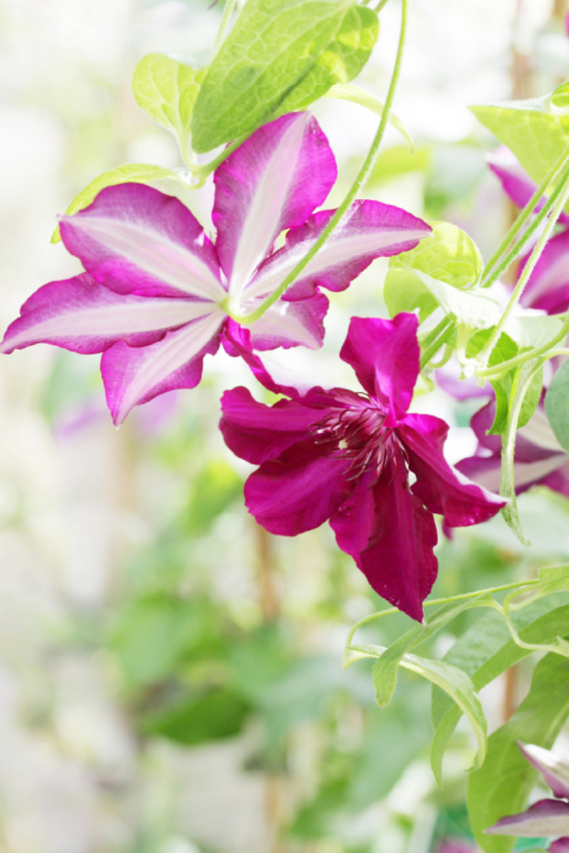 Clematis Hybride Stasik