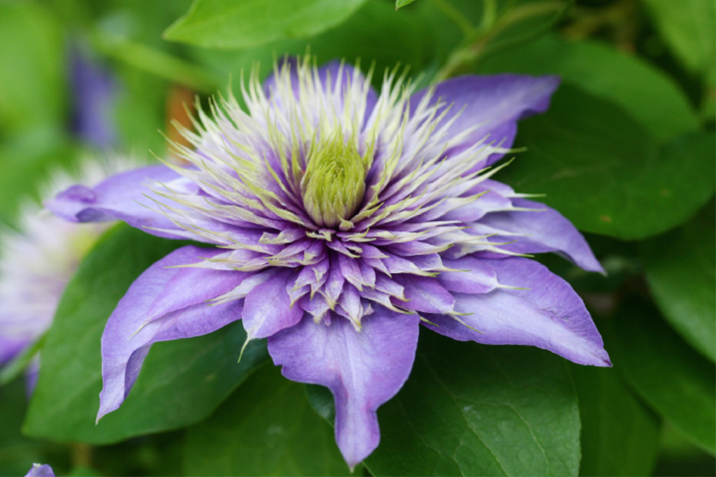 Clematis Multi Blue