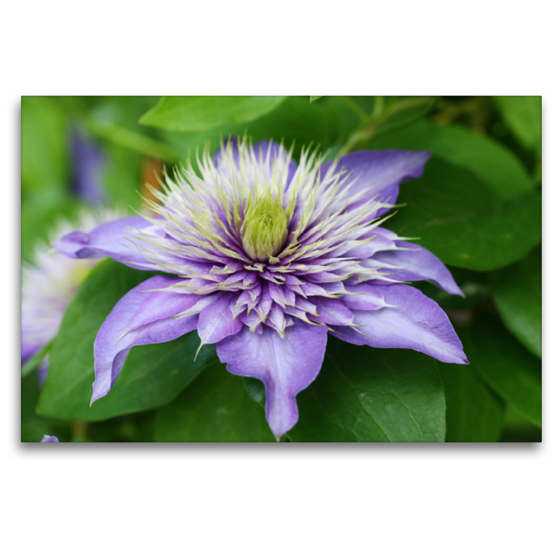 Clematis Multi Blue