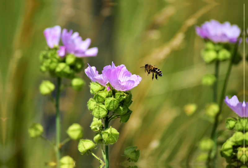 Biene im Anflug