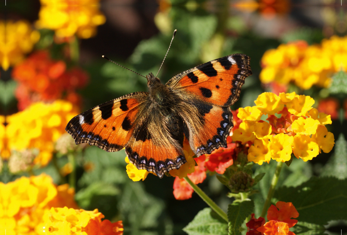 Kleiner Fuchs auf Lantana