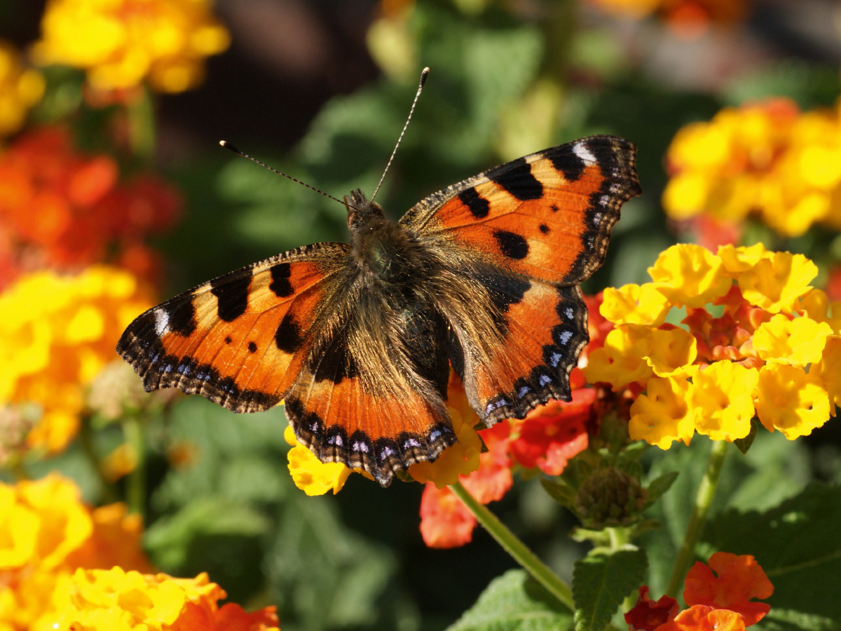 Kleiner Fuchs auf Lantana