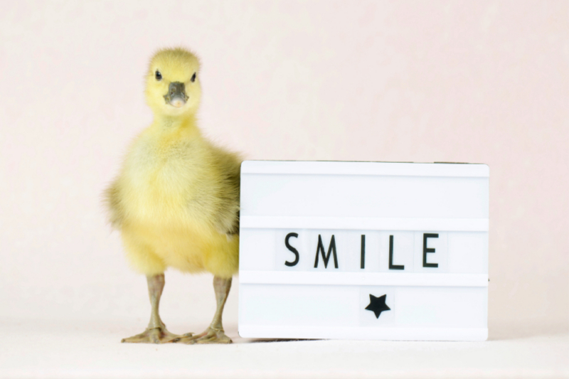 Smile - Lächeln mit dem Gänseküken