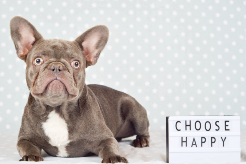 Choose Happy - Französische Bulldogge macht 'happy'