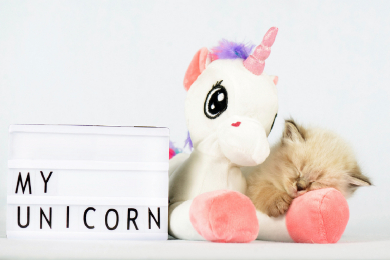 My Unicorn - Kätzchen kuschelt mit Einhorn