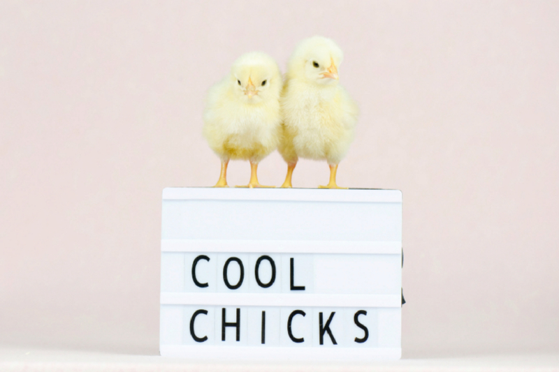 Cool Chicks - Niedliche Küken