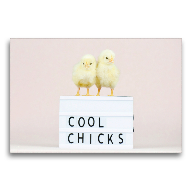 Cool Chicks - Niedliche Küken