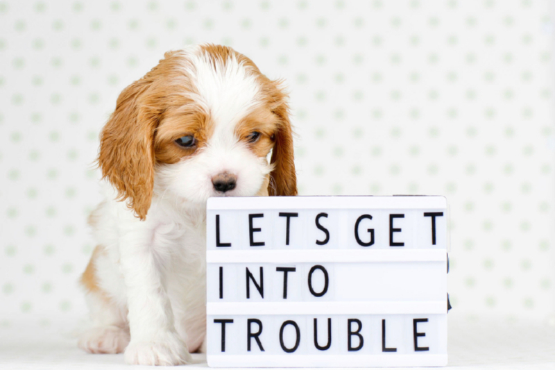 Lets get into trouble - Frecher Cavalier King Charles Spaniel